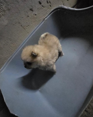 Spitz di Pomerania toy