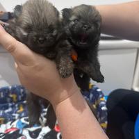 Disponibili cuccioli di spitz tedesco nano