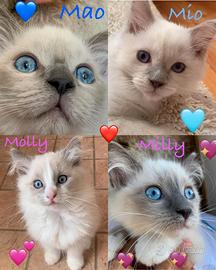Cuccioli Ragdoll Meravigliosi