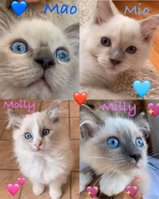 Cuccioli Ragdoll Meravigliosi