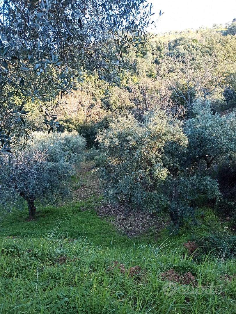 Terreno agricolo - Vista 4