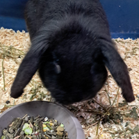 Coniglio nano razza Ariete