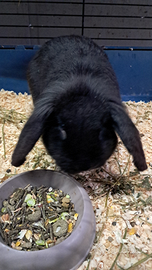 Coniglio nano razza Ariete