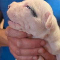 Cuccioli Dogo argentino