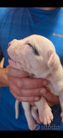 Cuccioli Dogo argentino