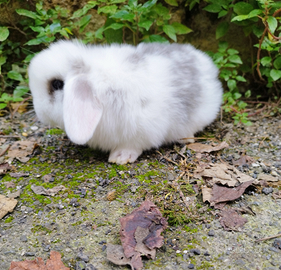 Coniglio nano ariete mini lop