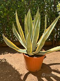 Agave americana variegata