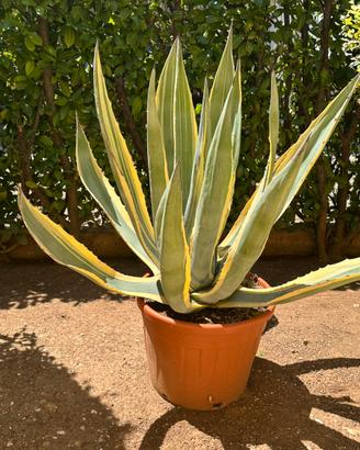 Agave americana variegata