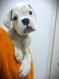 Boxer Bianchi