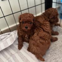 Barboncini mini Toy di due mesi e mezzo red intens