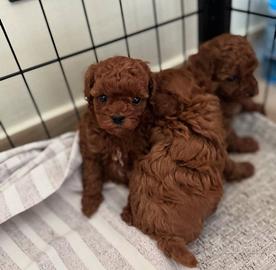 Barboncini mini Toy di due mesi e mezzo red intens