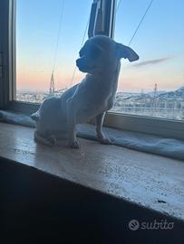 Cocò Chiwawa maschio intero X monta