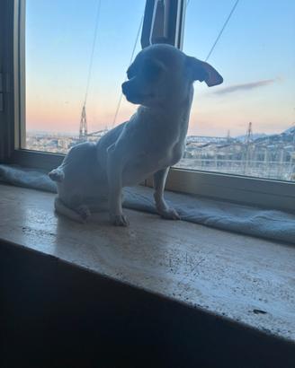 Cocò Chiwawa maschio intero X monta