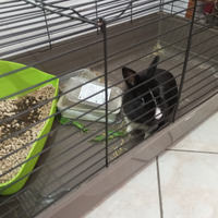 Coniglio nano testa di leone