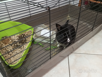 Coniglio nano testa di leone