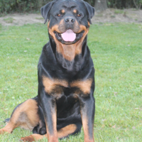 Rottweiler accoppiamento