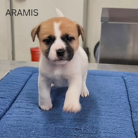 Jack Russell Terrier