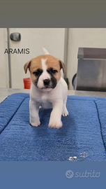 Jack Russell Terrier