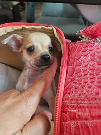 Chihuahua toy mini