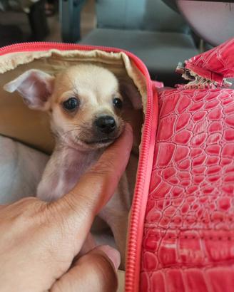 Chihuahua toy mini