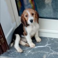 Cucciolo di Beagle grifon basset
