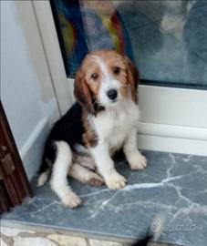 Cucciolo di Beagle grifon basset