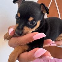 Cucciolo pinscher toy