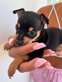 Cucciolo pinscher toy