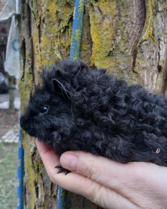 Cavie alpaca