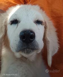 Cuccioli di cane
