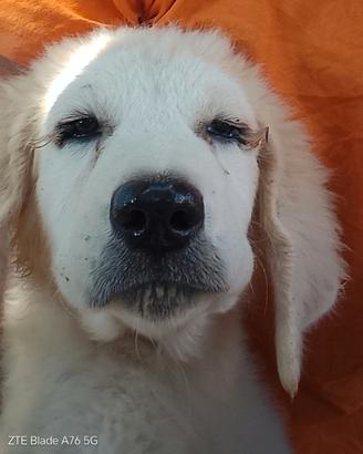 Cuccioli di cane