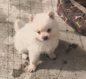 Meravigliosa Spitz toy