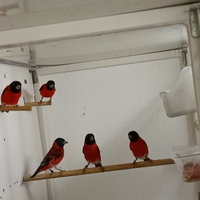 Cardinalini del Venezuela