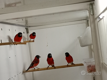 Cardinalini del Venezuela