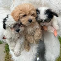 Maltipoo toy