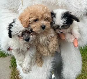 Maltipoo toy
