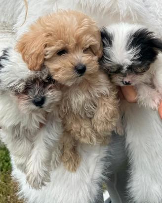 Maltipoo toy