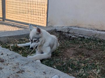 Cuccioli di Siberian Husky
