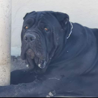 Mastino Corso Disponibile per Monte
