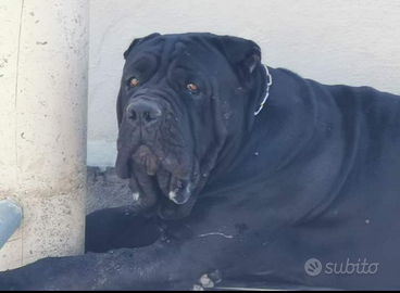 Mastino Corso Disponibile per Monte