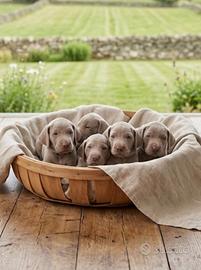 Cuccioli weimaraner pubblicita' segugio