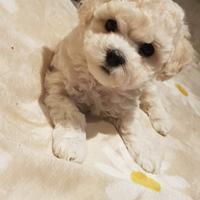 Cuccioli bichon a poil frisè