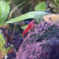 Neocaridina davidi/Caridine