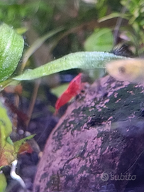 Neocaridina davidi/Caridine