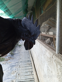 Gallo ayam cemani