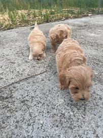 Cuccioli di Maltipoo