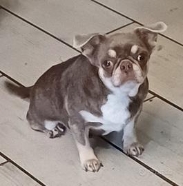 Femmina adulta con pedigree