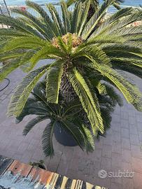 Splendida Cycas Revoluta di grandi dimensioni