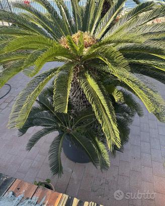 Splendida Cycas Revoluta di grandi dimensioni