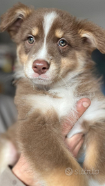 Tre cucciole di pastore australiano